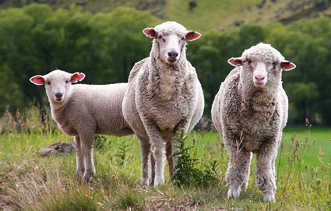 Nachhaltigkeit im Alltag - Foto: Schafe in Neuseeland