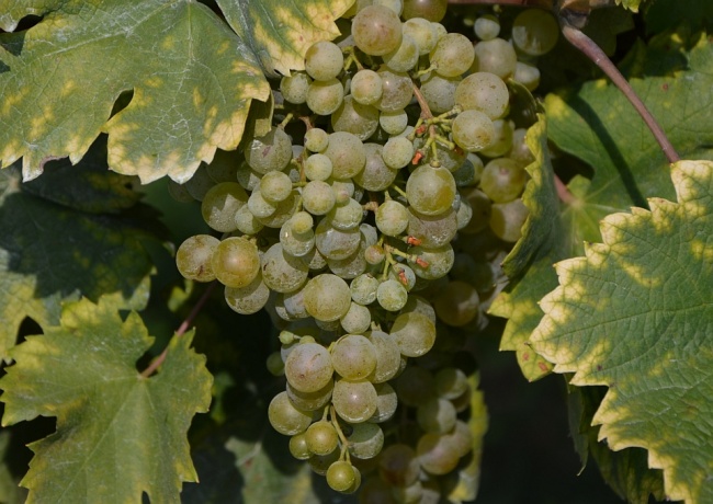 Durchs Prosecco-Weinbaugebiet (Foto: Christof Herrmann, 2012)