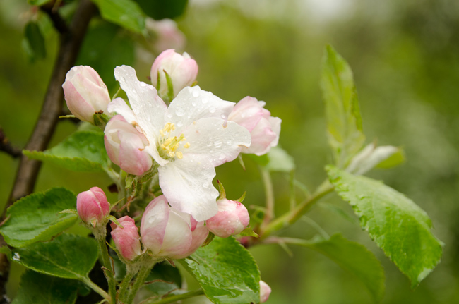 Fotoimpressionen Fränkische Schweiz: Blüten nach einem Schauer. (Foto: Andreas Jeitler)