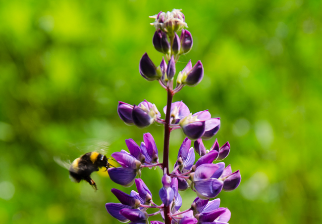 Fotoimpressionen Nurtschweg: Wer einmal beobachtet hat, wie eine Hummel ruhelos nach Nektar sucht, kann das Sprichwort 'Hummeln im Hintern haben' etymologisch erklären. Wer einmal beobachtet hat, wie eine Hummel ruhelos nach Nektar sucht, kann das Sprichwort 'Hummeln im Hintern haben' etymologisch erklären.