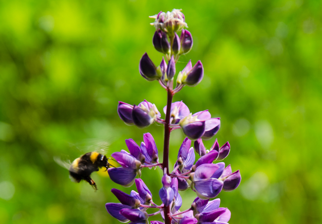 Wer einmal beobachtet hat, wie eine Hummel ruhelos nach Nektar sucht, kann das Sprichwort 'Hummeln im Hintern haben' etymologisch erklären.