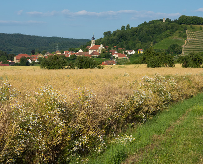 Rapsfeld im Vorder-, Castell im Hintergrund. (Foto: Christof Herrmann, 2013)