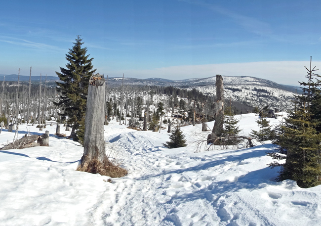 Bayerischer Wald. Ein Wintermärchen.