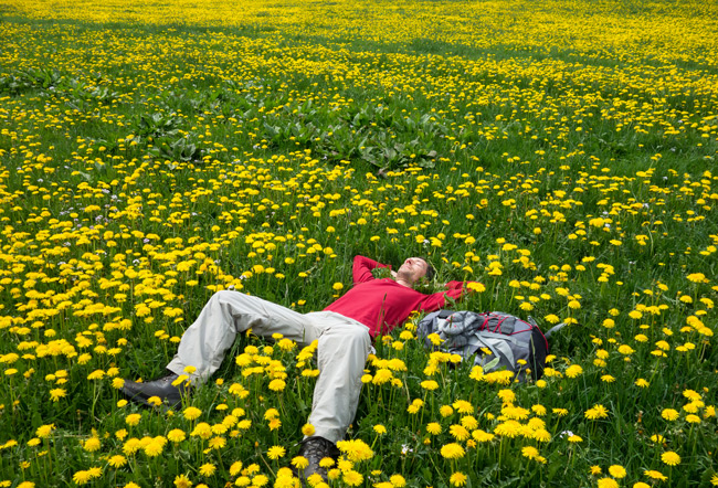 Bei so viel Sehens- und Gehenswertem kann man (bzw. Mitwanderer Andreas) schon mal ein Bad in der Löwenezahnwiese nehmen … (Foto: Christof Herrmann, 2014) Bei so viel Sehens- und Gehenswertem kann man (bzw. Mitwanderer Andreas) schon mal ein Bad in der Löwenezahnwiese nehmen …