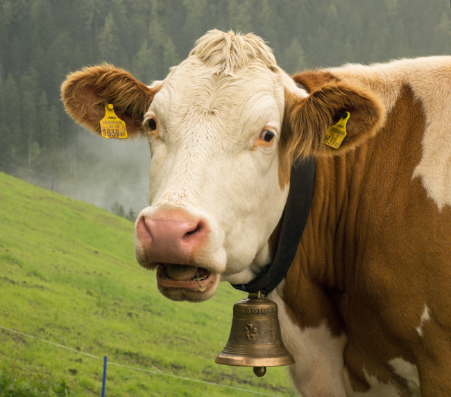 Südlich dieser coolen Kuh wurde das Wetter wieder besser. (Foto: Christof Herrmann, 2014) Südlich dieser coolen Kuh wurde das Wetter wieder besser.