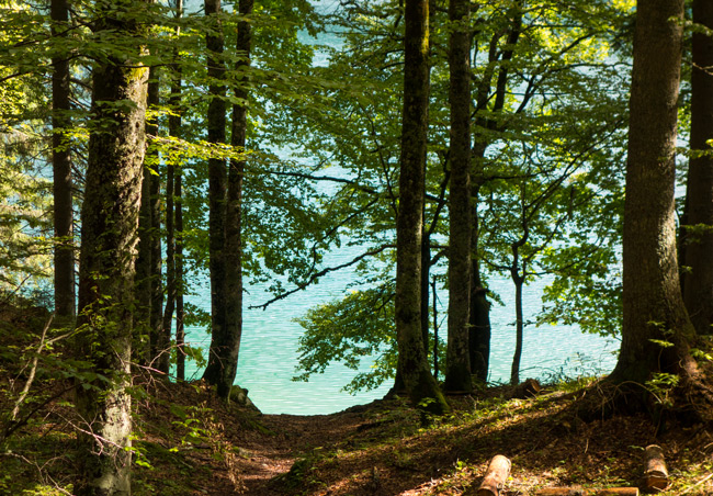 Was schimmert denn da azurblau zwischen den Bäumen? … (Foto: Christof Herrmann, 2014) Was schimmert denn da azurblau zwischen den Bäumen? …