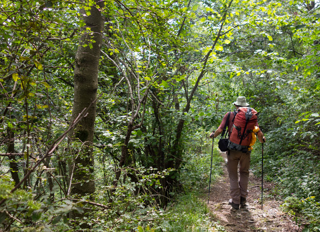 Nach den Alpen wanderten wir durch Laubwälder …