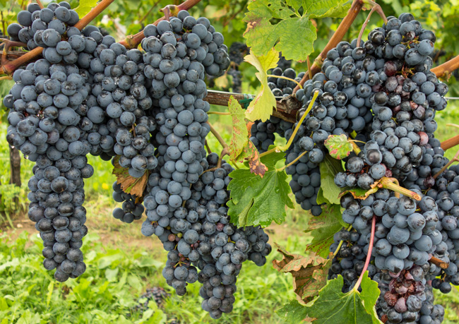 Nach dem berühmten Weinbaugebiet Collio … (Foto: Christof Herrmann, 2014) Nach dem berühmten Weinbaugebiet Collio …