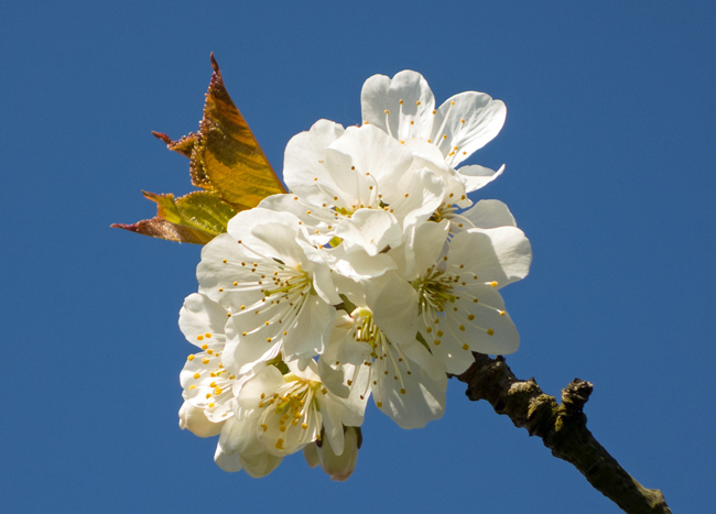 Kirschblüte in voller Pracht. (Foto: Christof Herrmann) Kirschblütenwanderung zum Walberla: Kirschblüte in voller Pracht.