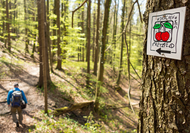 Bis Wannbach folgen wir dem Pretzfelder Kirschenweg. (Foto: Christof Herrmann) Kirschblütenwanderung zum Walberla: Bis Wannbach folgen wir dem Pretzfelder Kirschenweg.