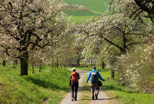 … Ne Menge! (Foto: Christof Herrmann) Kirschblütenwanderung zum Walberla: … Ne Menge!
