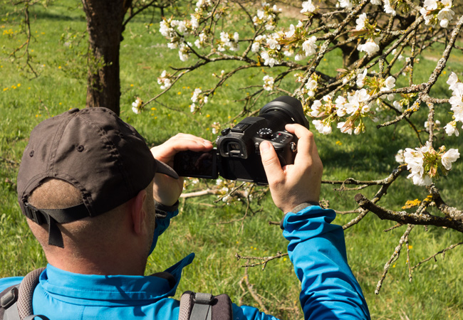 In der Obstregion "Forchheim - Fränkische Schweiz" gibt es 200.000 Süßkirschenbäume … (Foto: Christof Herrmann) Kirschblütenwanderung zum Walberla: In der Obstregion "Forchheim - Fränkische Schweiz" gibt es 200.000 Süßkirschenbäume …