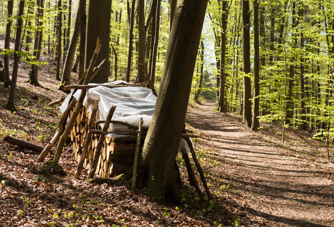 Zwischen Streuobstwiesen und Kirschgärten wandern wir immer wieder durch schönen Wald. (Foto: Christof Herrmann) Kirschblütenwanderung zum Walberla: Zwischen Streuobstwiesen und Kirschgärten wandern wir immer wieder durch schönen Wald.