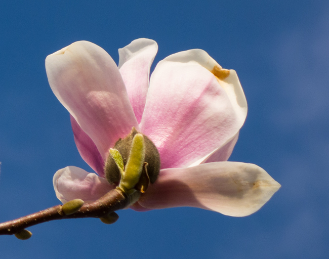 Der Karstkundliche Wanderpfad: Die Magnolien blühen in Neuhaus an der Pegnitz.