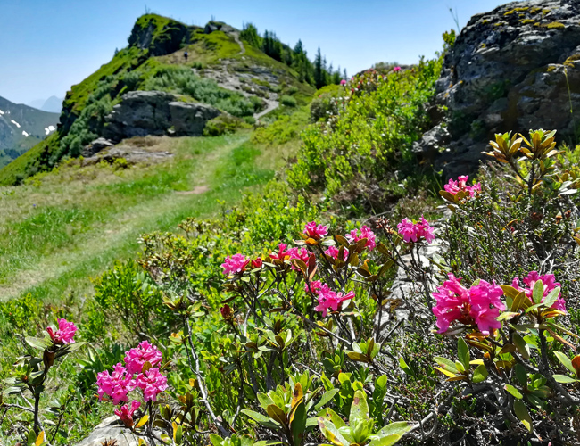 Meine Alpenüberquerung von Salzburg nach Triest 2019: "Auf der Etappe zum Statzerhaus blühen heuer Ende Juni noch die Alpenrosen."