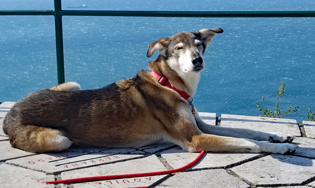 Auf vier Pfoten über die Alpen bis ans Meer. (Foto: Ina Führlein, 2019)