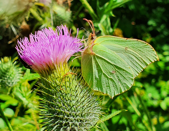 Zitronenfalter auf einer Distelblüte. (Foto: Christof Herrmann, 2020)