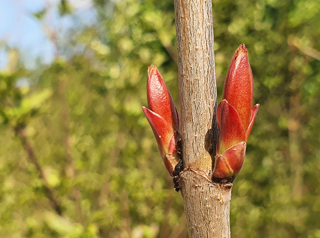 Was knospet denn da so prächtig? (Foto: Christof Herrmann, 2021)