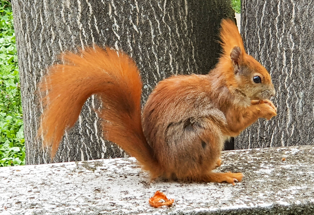 Das Eurasische Eichhörnchen ist der einzige natürlich in Mitteleuropa vorkommende Vertreter aus der Gattung der Eichhörnchen. (Foto: Christof Herrmann, 2021)