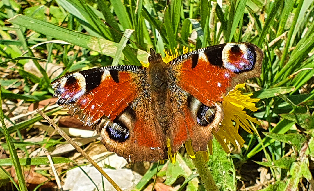 Spätestens wenn das Tagpfauenauge und andere Schmetterlinge auftauchen, ist der Frühling da. (Foto: Christof Herrmann, 2022)