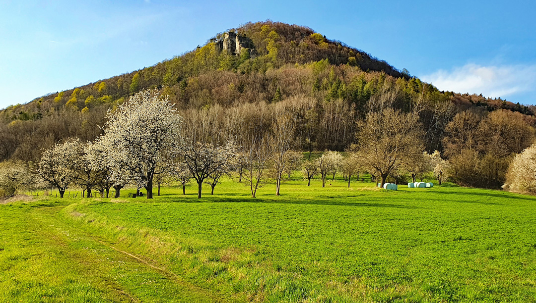 Ein Hoch auf die Streuobstwiesen. (Foto: Christof Herrmann, 2022) Ein Hoch auf die Streuobstwiesen. (Foto: Christof Herrmann, 2022)