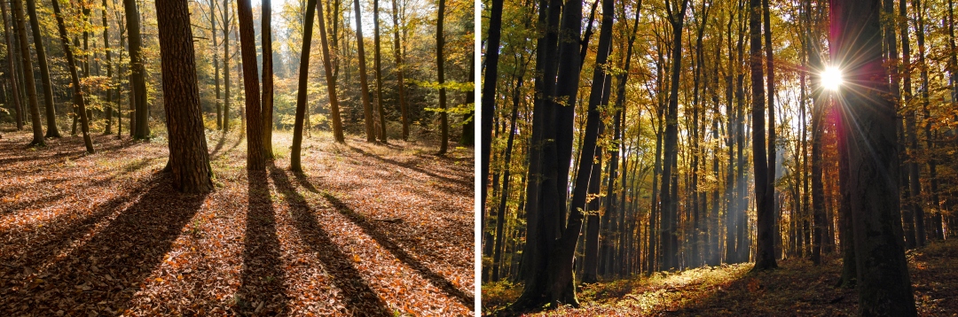Zwischen Mystik und Meditation: der Wald auf der Houbirg. (Fotos: Chrstof Herrmann, 2021 und 2022)