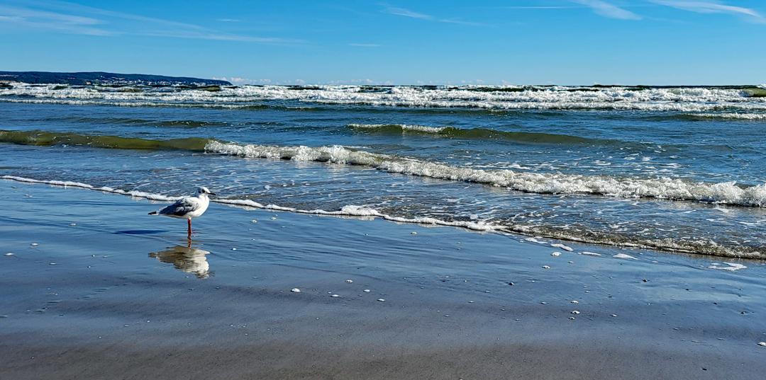 Möwe am Ostseestrand auf Rügen. (Foto: Christof Herrmann, 2022) Möwe am Ostseestrand auf Rügen. (Foto: Christof Herrmann, 2022)