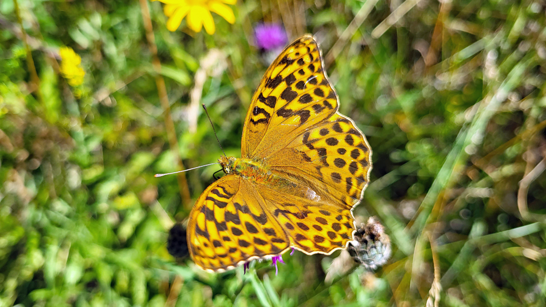 Wie eine Blühwiese der Artenvielfalt dient und Dein Bewusstsein fördert - Foto: Christof Herrmann, 2020