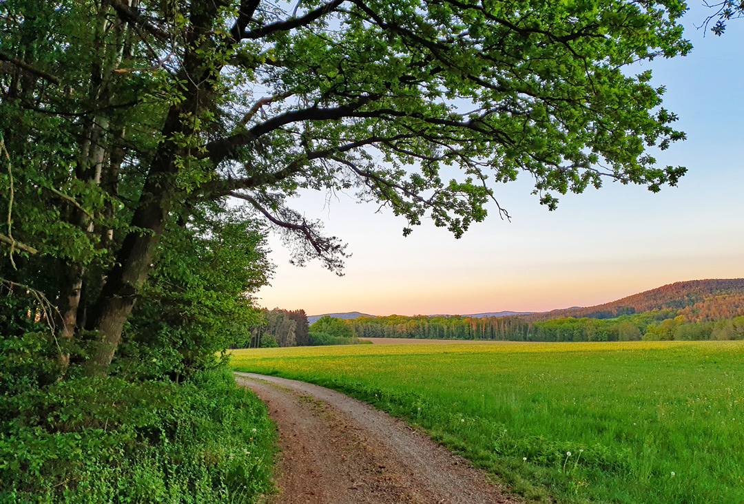 Ein Fahrweg zwischen einer grünen Wiese und Laubbäumen, am Horizont die Höhenzüge der Fränkischen Alb im Abendlicht.