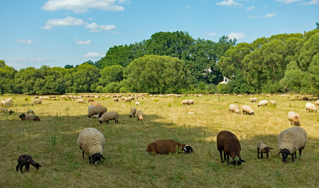 Eine große Schafherde weidet im sonnigen Pegnitztal bei Nürnberg, umgeben von grünen Bäumen und unter einem blauen Himmel.