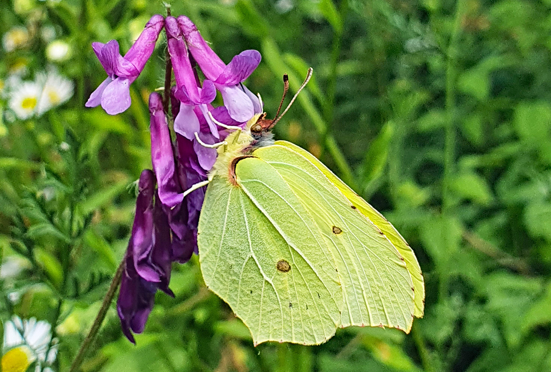 Ein Zitronenfalter saugt Nektar von einer violetten Blüte.