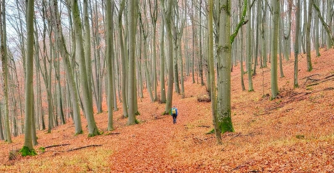 Eine Frau geht durch einen herbstlichen Buchenwald.