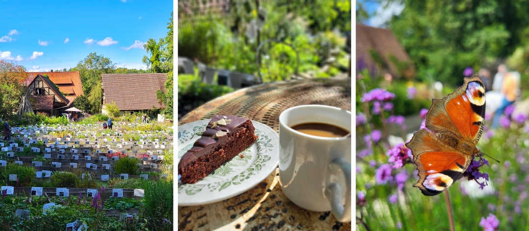 Gartenreich Oberrieden mit gepflegten Beeten, Kaffee und Kuchen im Grünen und Schmetterling auf Blüte
