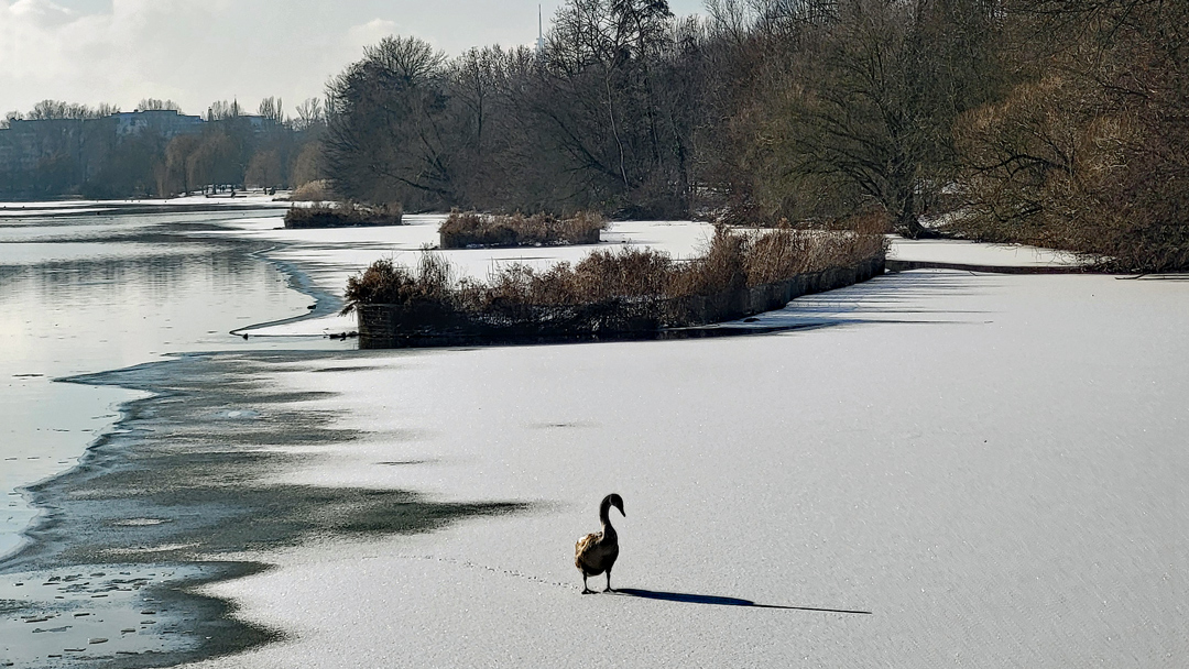 Auf dünnem Weiß – ein Haiku und Haiga (Foto: Christof Herrmann, 2026) Ein junger Schwan steht auf einer weitgehend vereisten Wasserfläche, im Hintergrund winterliche Bäume und Schilfinseln.