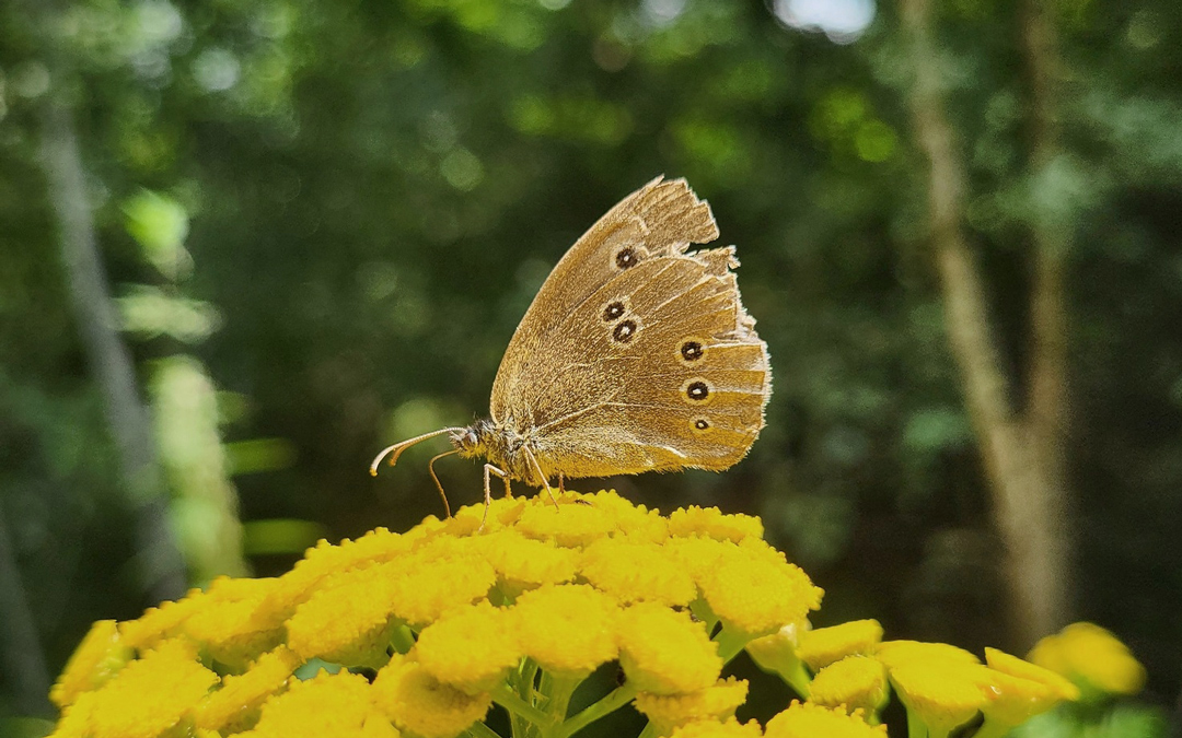 9 Alltagsprobleme, bei denen weniger hilft (Foto: Christof Herrmann, 2025) Ein Schmetterling der Art Schornsteinfeger auf gelben Blüten vor einem unscharfen grünen Waldhintergrund