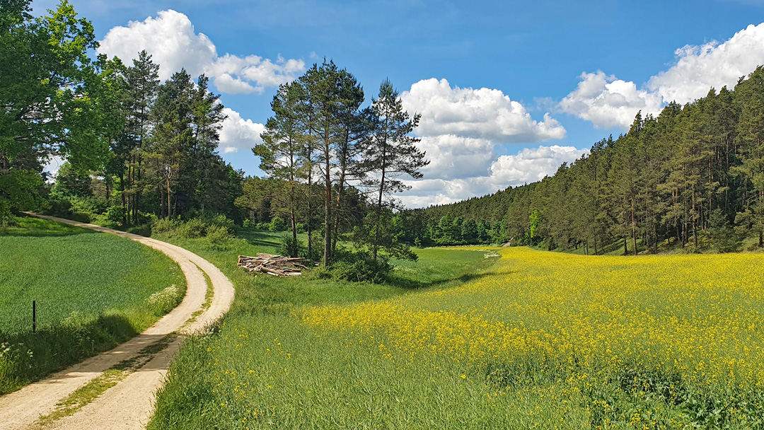 Blogpause: Zu Fuß von Nürnberg nach Rom (Foto: Christof Herrmann, 2022) Ein Feldweg führt durch eine grüne fränkische Landschaft mit Wald, gelb blühenden Wiesen und weitem Himmel.