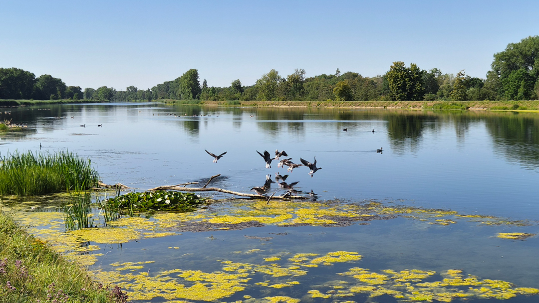 Mehrere Wasservögel fliegen über einer ruhigen Wasserfläche, andere sitzen auf einem Baumstamm. Im Hintergrund ist ein bewaldetes Ufer zu sehen.
